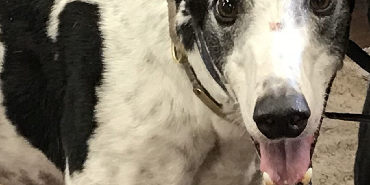 Zeke my black and white dog